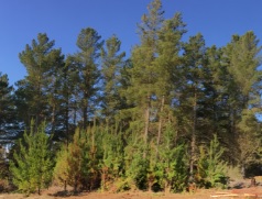 Los Pinares de Algarrobo